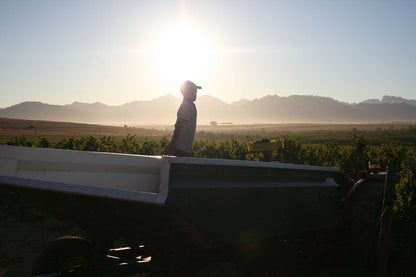 Denneboom Vineyards And Wildlife Paarl Western Cape South Africa Field, Nature, Agriculture, Tractor, Vehicle, Canola, Plant, Sunset, Sky