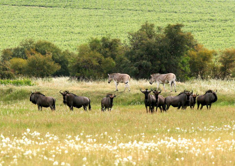 Denneboom Vineyards And Wildlife Paarl Western Cape South Africa Animal, Lowland, Nature