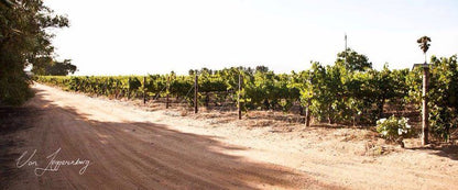 Denneboom Vineyards And Wildlife Paarl Western Cape South Africa Field, Nature, Agriculture, Grape, Fruit, Food, Wine, Drink, Wine Glass, Glass, Drinking Accessoire