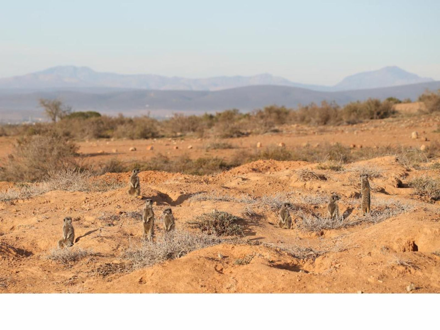 De Opstal Country Lodge Oudtshoorn Western Cape South Africa Cactus, Plant, Nature, Desert, Sand