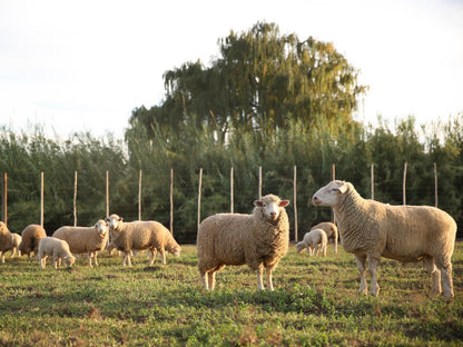 De Opstal Country Lodge Oudtshoorn Western Cape South Africa Goose, Bird, Animal, Sheep, Mammal, Agriculture, Farm Animal, Herbivore