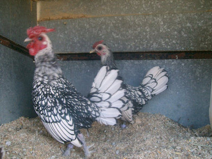 De Oude Pastorie Victoria West Victoria West Northern Cape South Africa Unsaturated, Chicken, Bird, Animal, Agriculture, Farm Animal