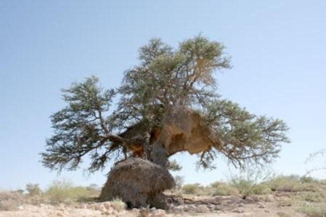 De Oude Putz Groblershoop Northern Cape South Africa Desert, Nature, Sand