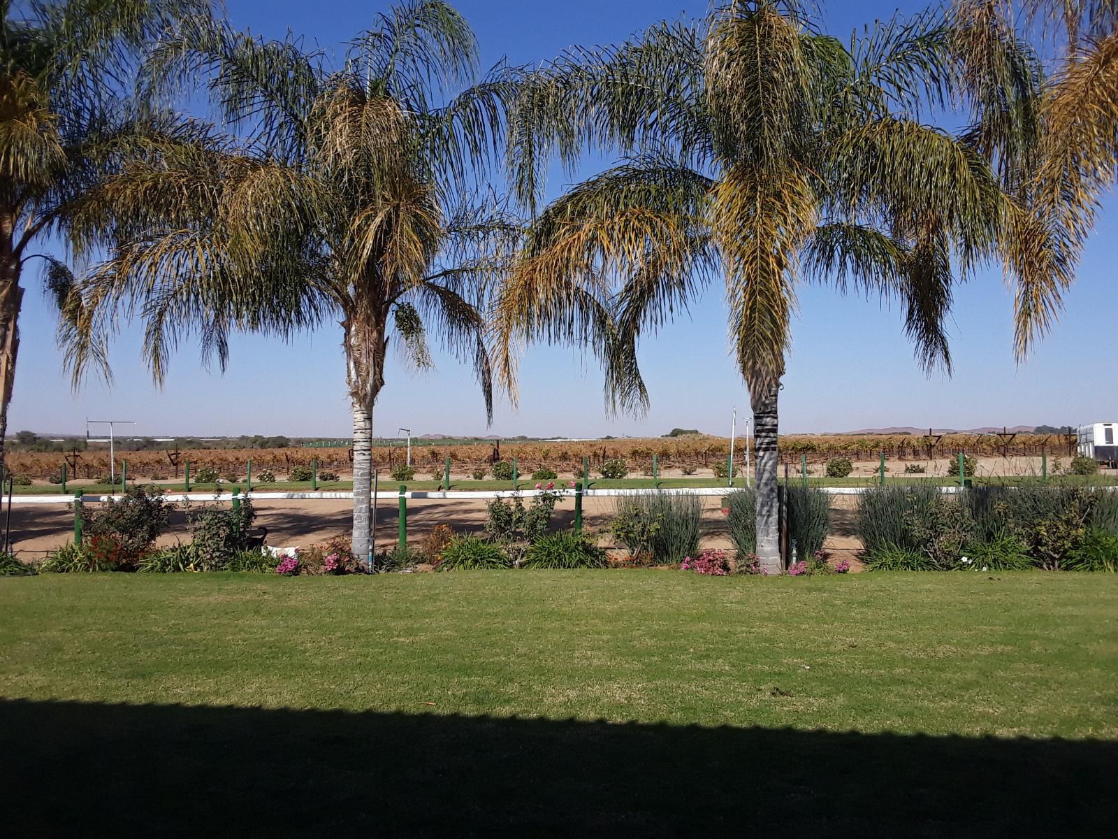 Augrabies De Oude Stoor Guesthouse Augrabies Northern Cape South Africa Complementary Colors, Field, Nature, Agriculture, Palm Tree, Plant, Wood, Lowland