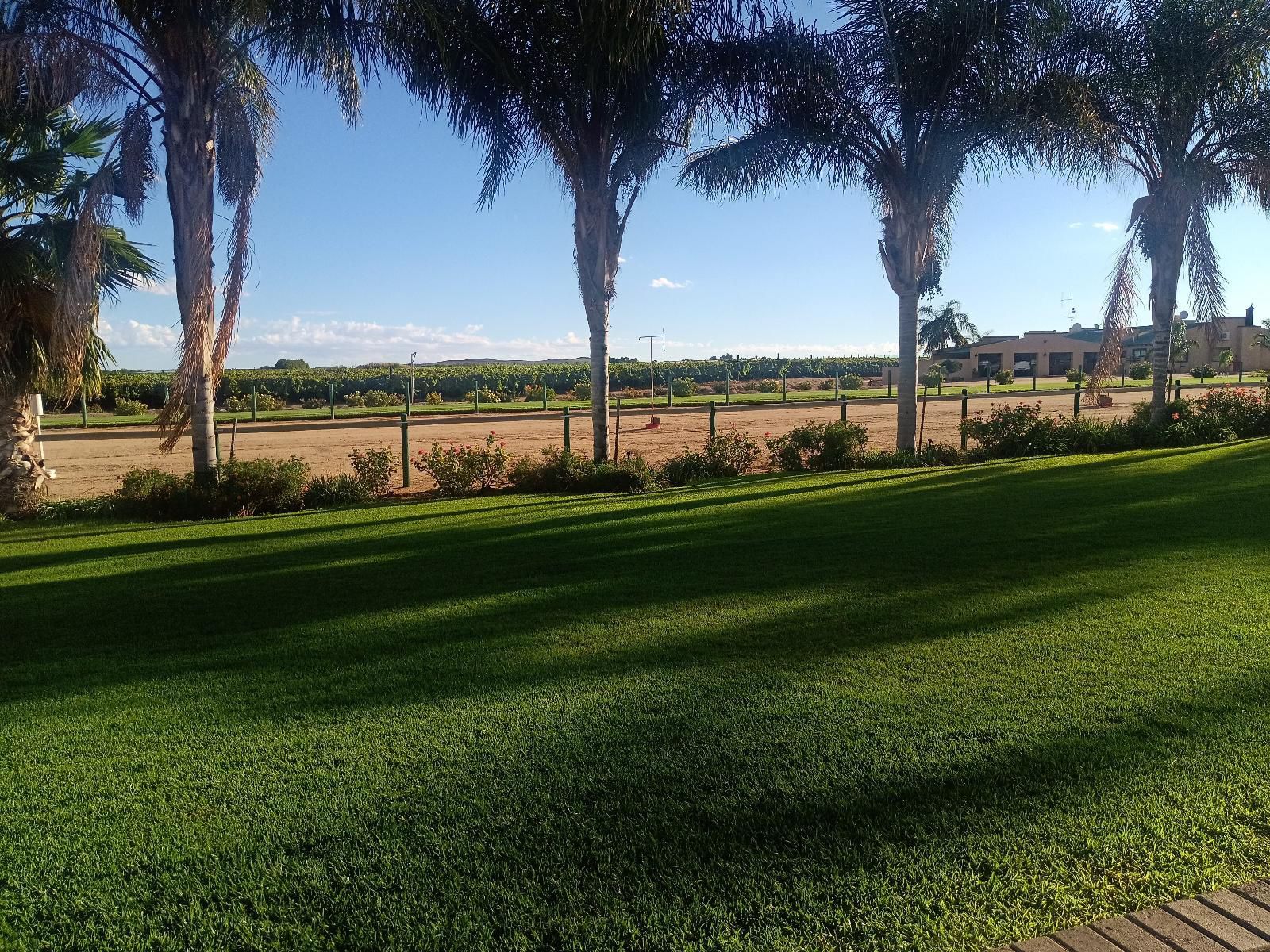 Augrabies De Oude Stoor Guesthouse Augrabies Northern Cape South Africa Complementary Colors, Palm Tree, Plant, Nature, Wood, Ball Game, Sport, Lowland