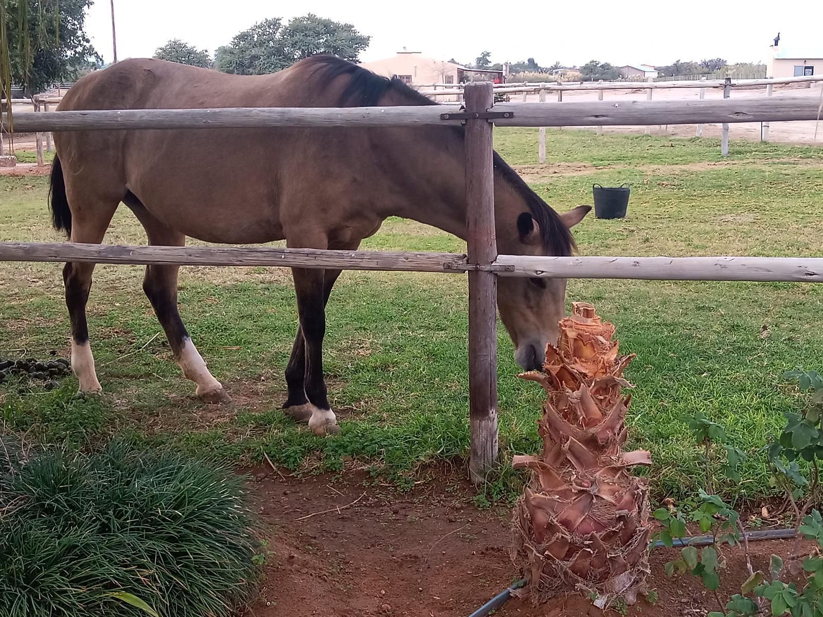 Augrabies De Oude Stoor Guesthouse Augrabies Northern Cape South Africa Horse, Mammal, Animal, Herbivore