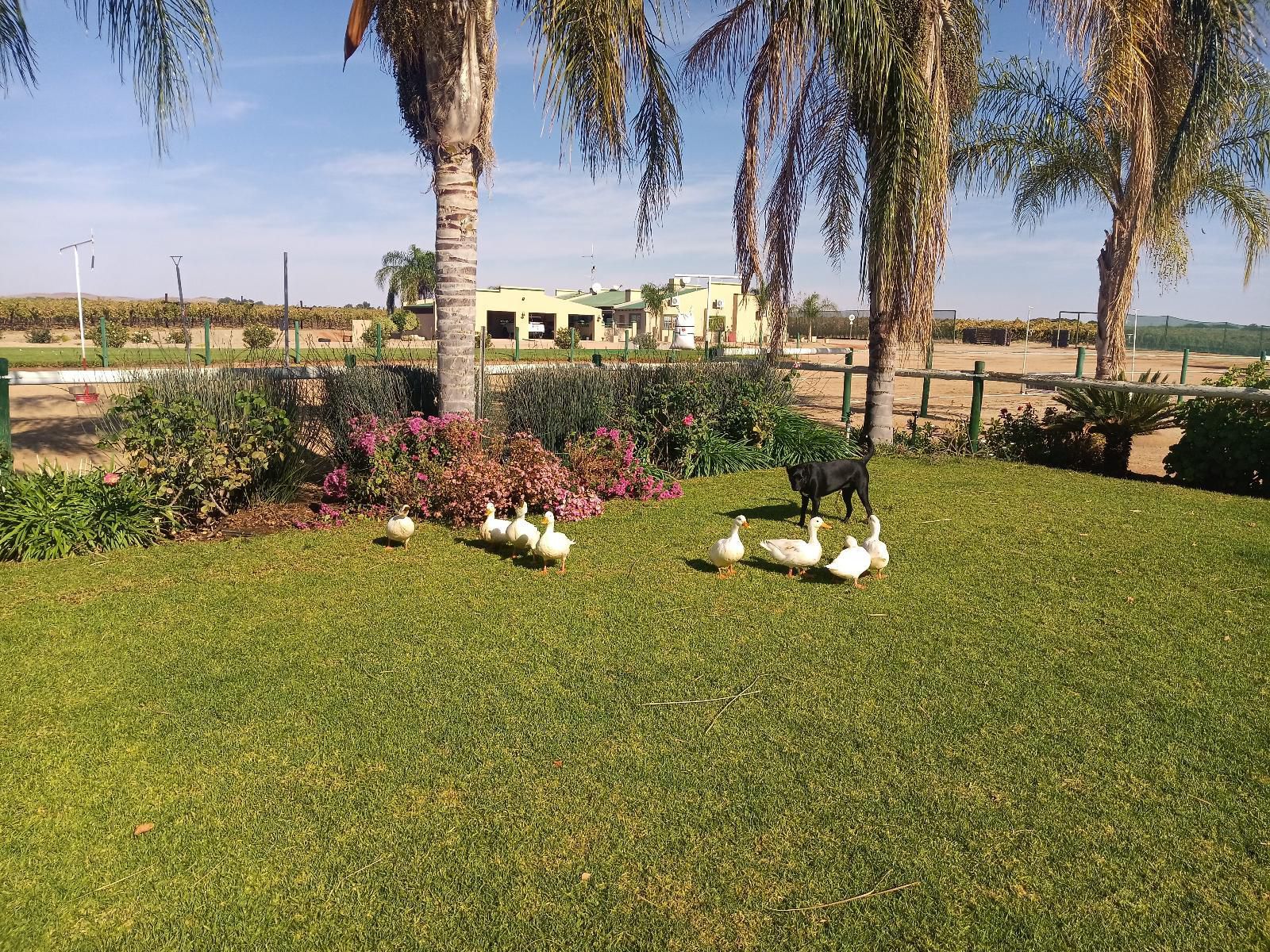 Augrabies De Oude Stoor Guesthouse Augrabies Northern Cape South Africa Palm Tree, Plant, Nature, Wood