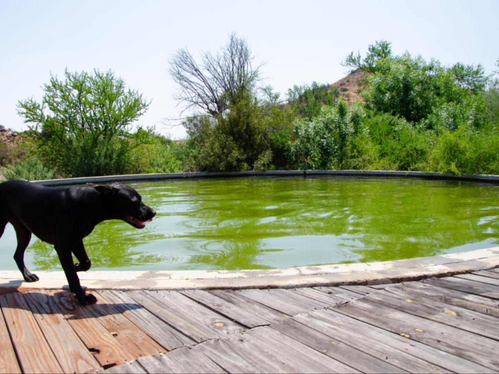 Desert Dew Guesthouse Three Sisters Western Cape South Africa Dog, Mammal, Animal, Pet, River, Nature, Waters