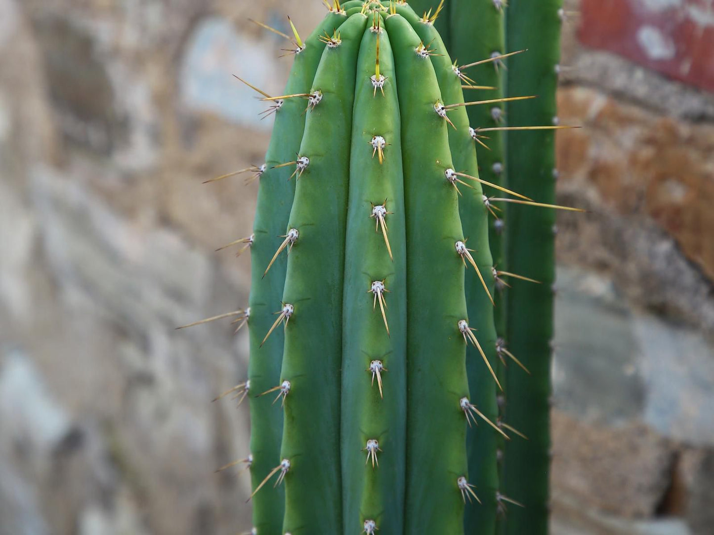 Desert Inn Guest House Middelburg Eastern Cape Eastern Cape South Africa Cactus, Plant, Nature