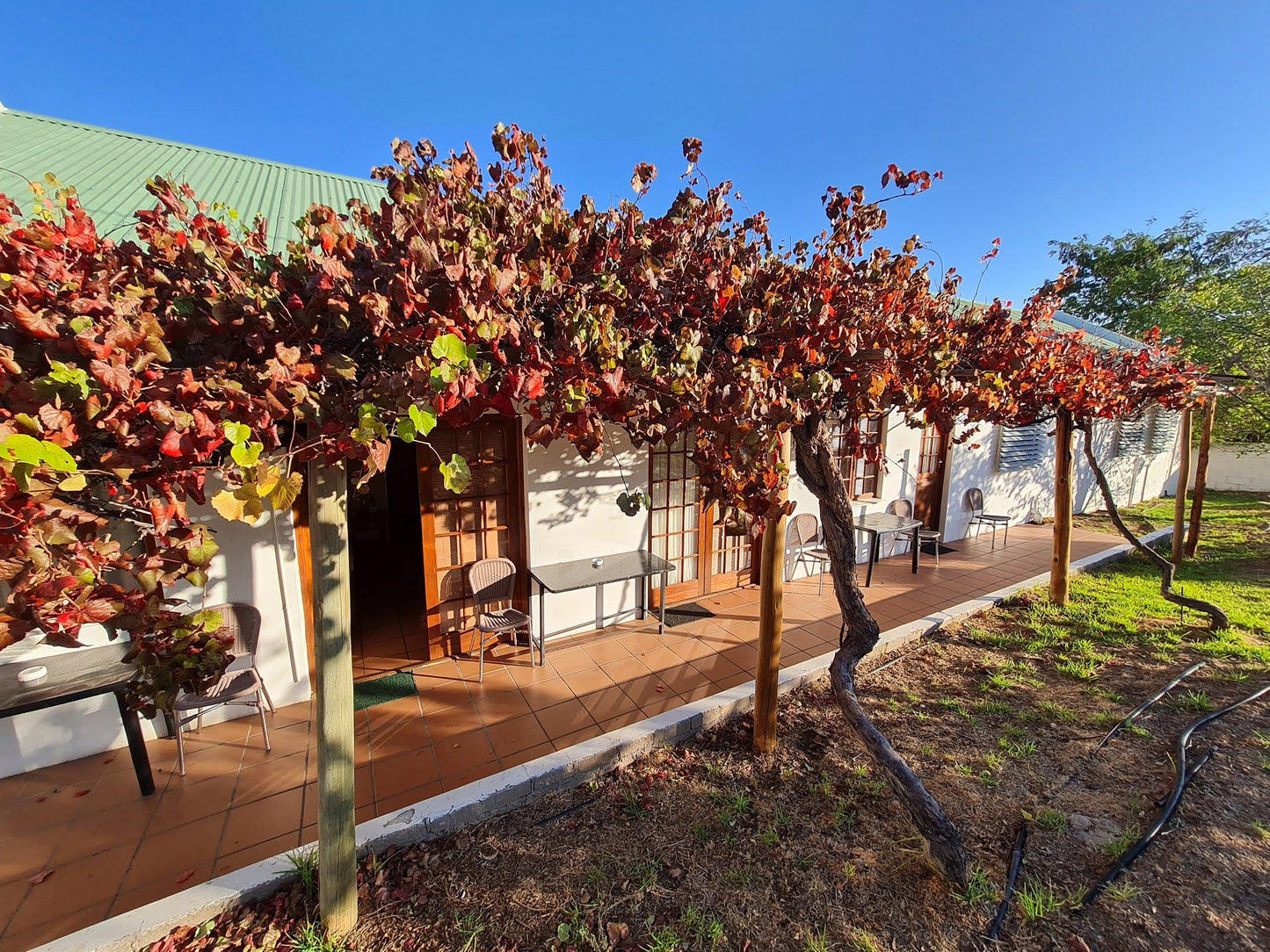 Desert Rose Guest House Springbok Northern Cape South Africa Complementary Colors, Plant, Nature