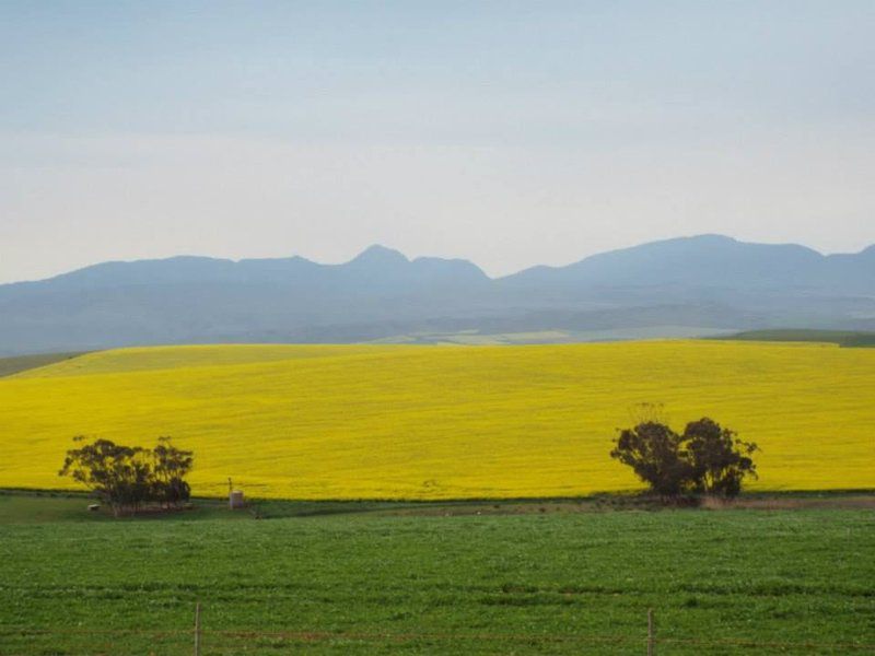 De Stal Witsand Western Cape South Africa Field, Nature, Agriculture, Canola, Plant, Lowland