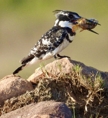 Destri Lodge Waterberg Limpopo Province South Africa Kingfisher, Bird, Animal