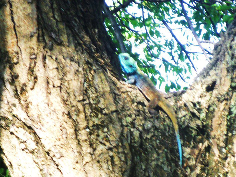 De Villa Resort Loskop Dam Mpumalanga South Africa Kingfisher, Bird, Animal, Forest, Nature, Plant, Tree, Wood, Reptile