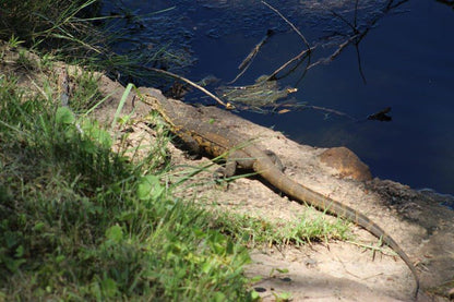 De Villa Resort Loskop Dam Mpumalanga South Africa Reptile, Animal