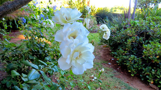 De Wingerd Wijnland Lodge Paarl Western Cape South Africa Blossom, Plant, Nature, Flower, Rose, Garden