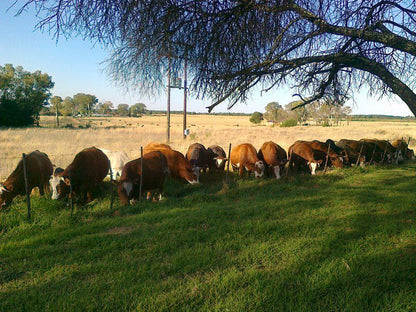 Dewit Farmhouse Derby North West Province South Africa Cow, Mammal, Animal, Agriculture, Farm Animal, Herbivore, Lowland, Nature