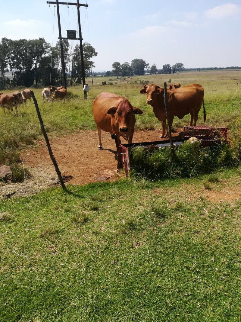 Dewit Farmhouse Derby North West Province South Africa Cow, Mammal, Animal, Agriculture, Farm Animal, Herbivore, Field, Nature, Lowland