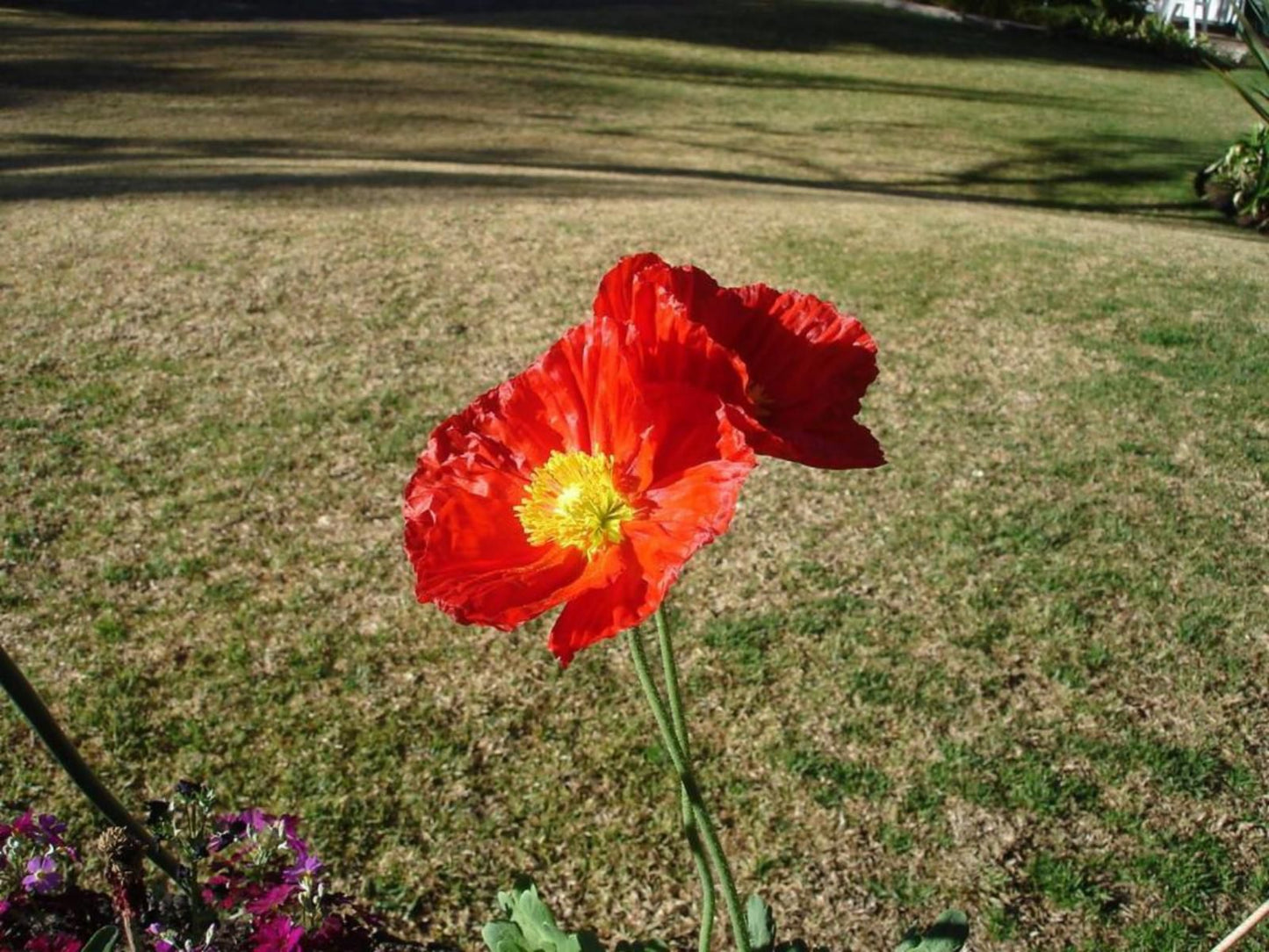 De Witt E Gastehuis Bayswater Bloemfontein Free State South Africa Flower, Plant, Nature