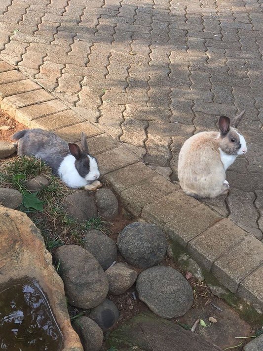 De Witte Loft Signal Hill Newcastle Kwazulu Natal South Africa Rabbit, Mammal, Animal, Herbivore, Pet, Rodent