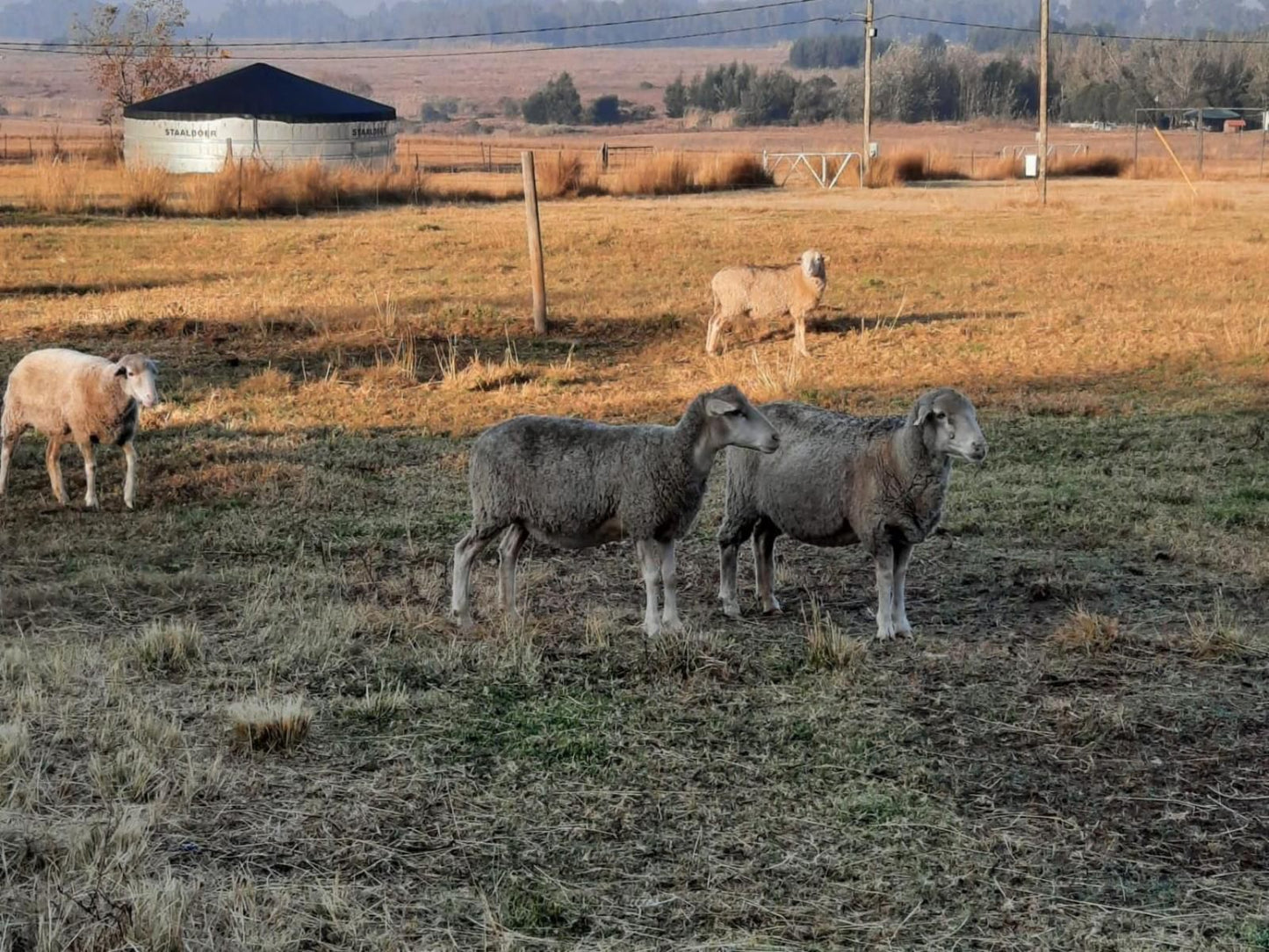 Diamantvallei Landgoed Rayton Gauteng Gauteng South Africa Sheep, Mammal, Animal, Agriculture, Farm Animal, Herbivore