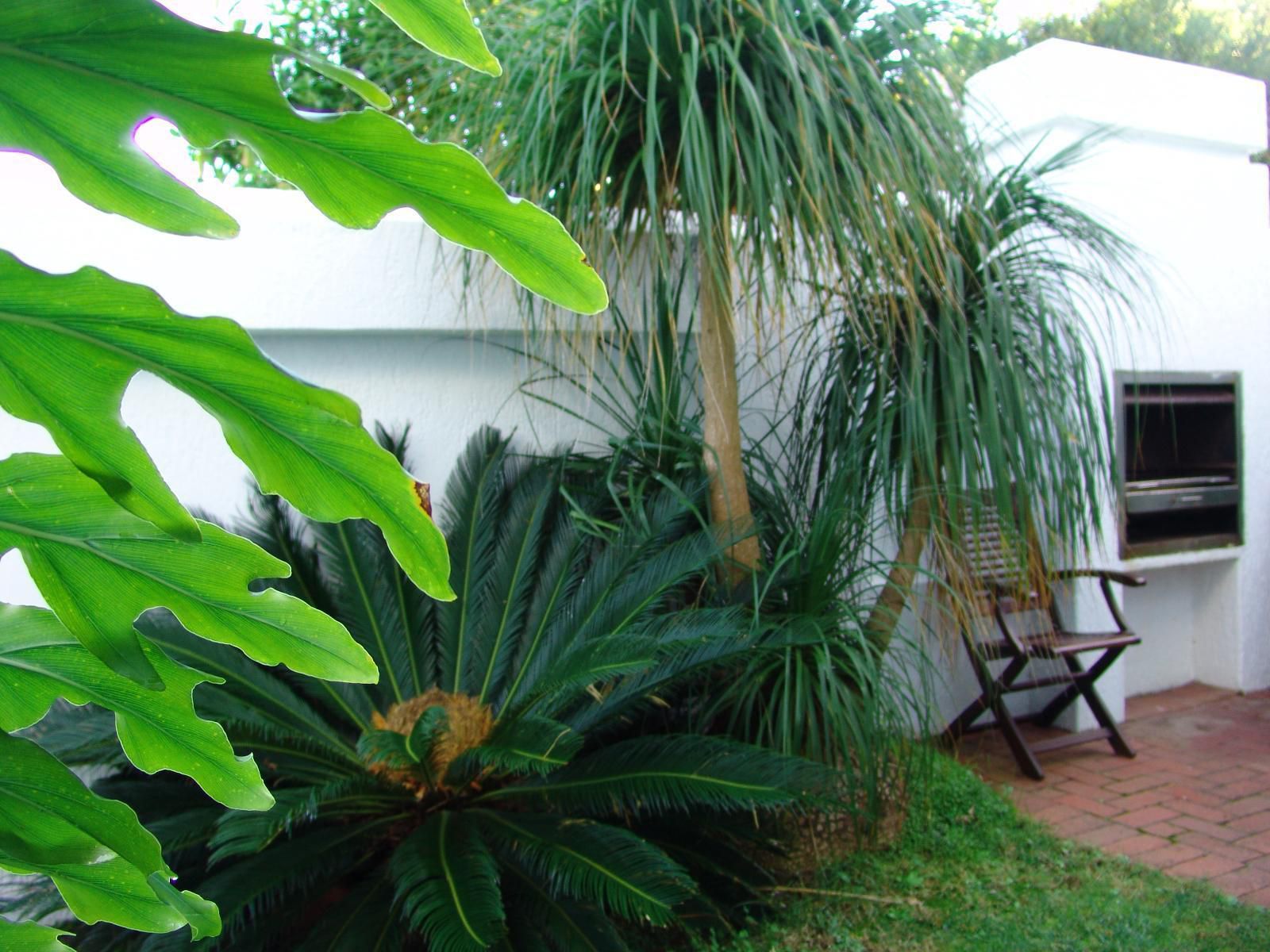 Diaz 15 House On The Bay Jeffreys Bay Eastern Cape South Africa Palm Tree, Plant, Nature, Wood, Garden