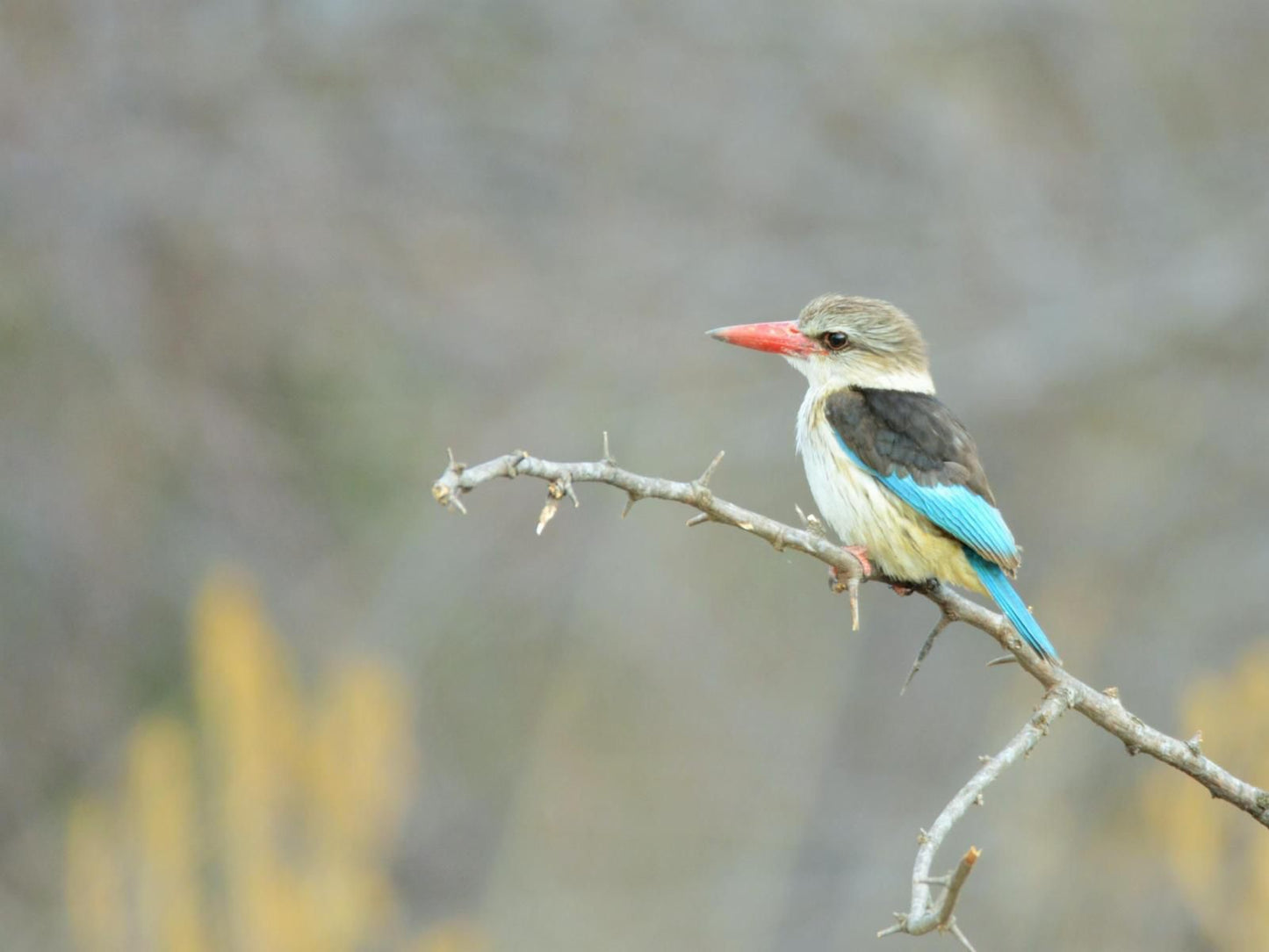 Die Boer En Die Belg, Kingfisher, Bird, Animal