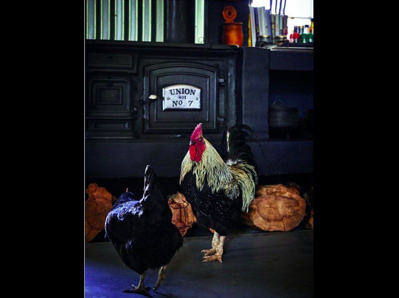 Die Heks Se Huis Amethyst Sutherland Northern Cape South Africa Chicken, Bird, Animal, Agriculture, Farm Animal