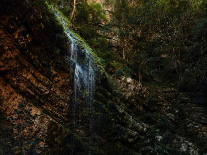 Die Laaitjie, Forest, Nature, Plant, Tree, Wood, Waterfall, Waters