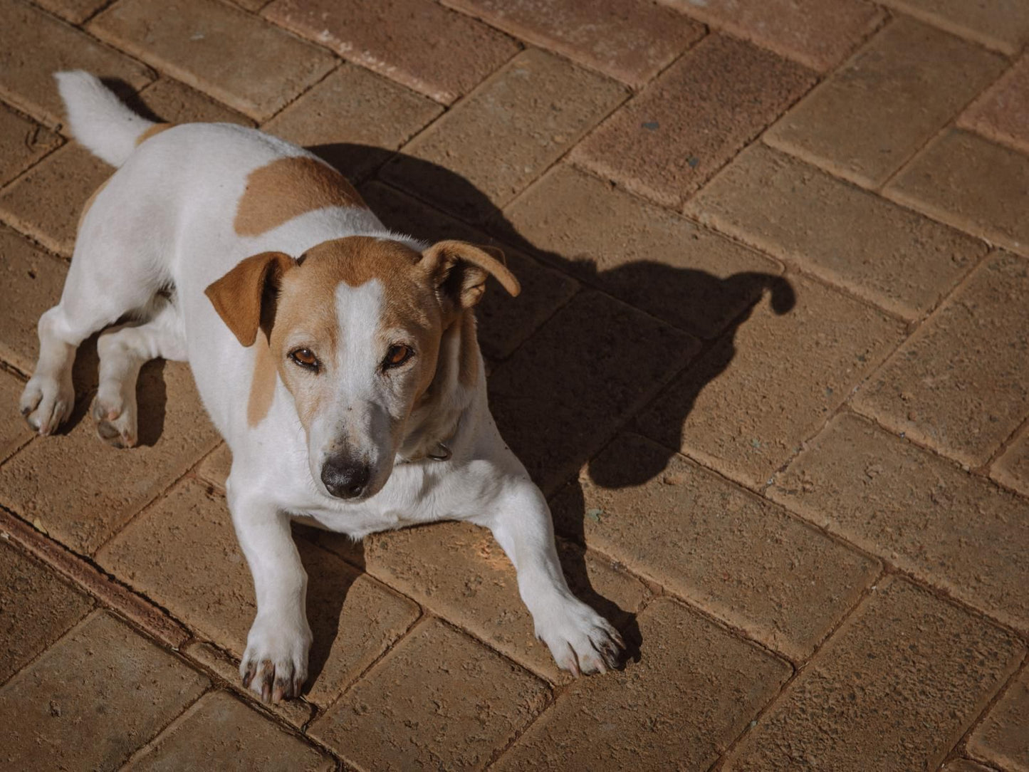 Die Moerbeiboom Langenhoven Park Bloemfontein Free State South Africa Dog, Mammal, Animal, Pet