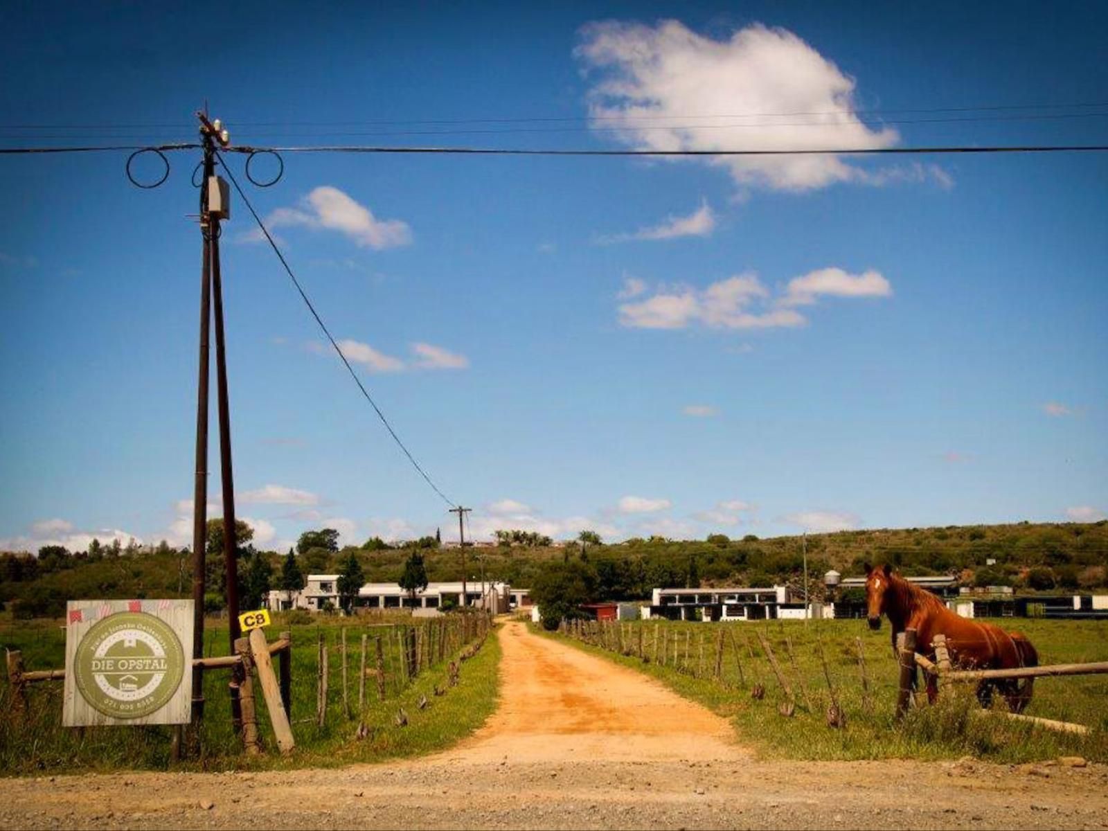 Die Opstal Riversdale Western Cape South Africa Complementary Colors, Horse, Mammal, Animal, Herbivore, Field, Nature, Agriculture, Lowland