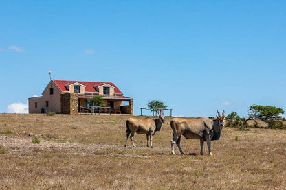 Die Rooidakhuis Swellendam Western Cape South Africa Complementary Colors, Colorful, Building, Architecture, Animal