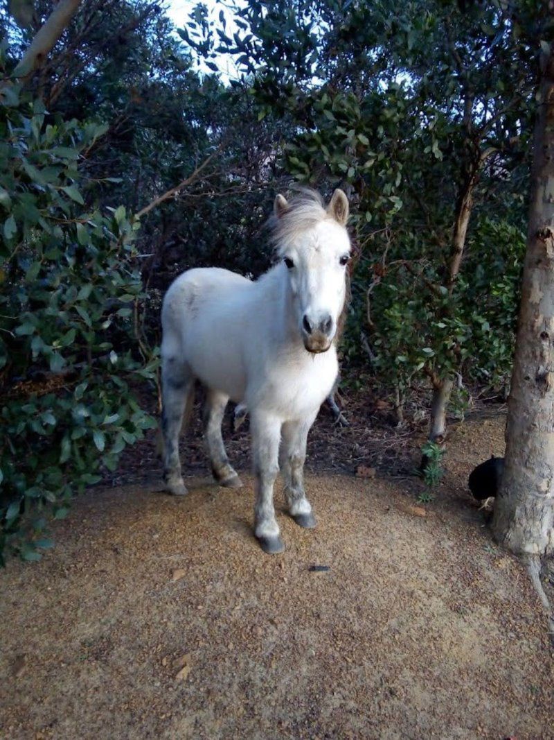 11 Mountain Stream Mansfield Gordons Bay Western Cape South Africa Horse, Mammal, Animal, Herbivore