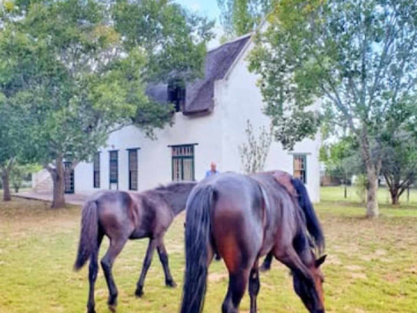 Die Wasbak Greyton Western Cape South Africa Complementary Colors, Horse, Mammal, Animal, Herbivore