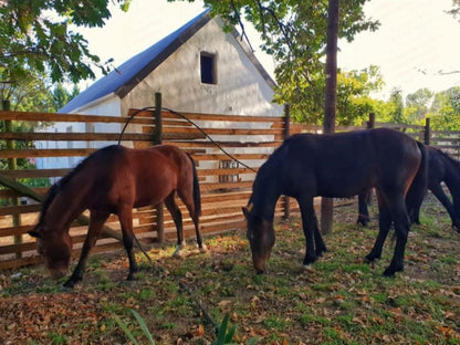 Die Wasbak Greyton Western Cape South Africa Horse, Mammal, Animal, Herbivore