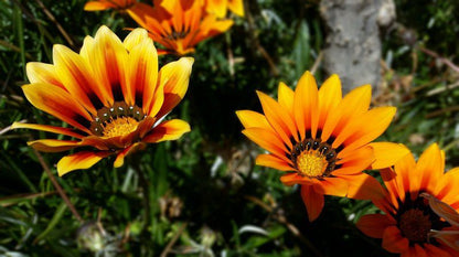 Die Hok Bachelor Flats Calvinia Northern Cape South Africa Colorful, Flower, Plant, Nature