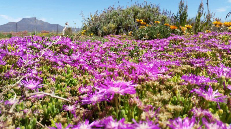 Die Hok Bachelor Flats Calvinia Northern Cape South Africa Complementary Colors, Field, Nature, Agriculture, Flower, Plant, Lavender, Meadow