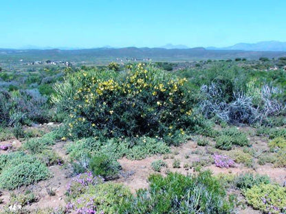 Die Kliphuisies Oudtshoorn Western Cape South Africa Cactus, Plant, Nature, Desert, Sand