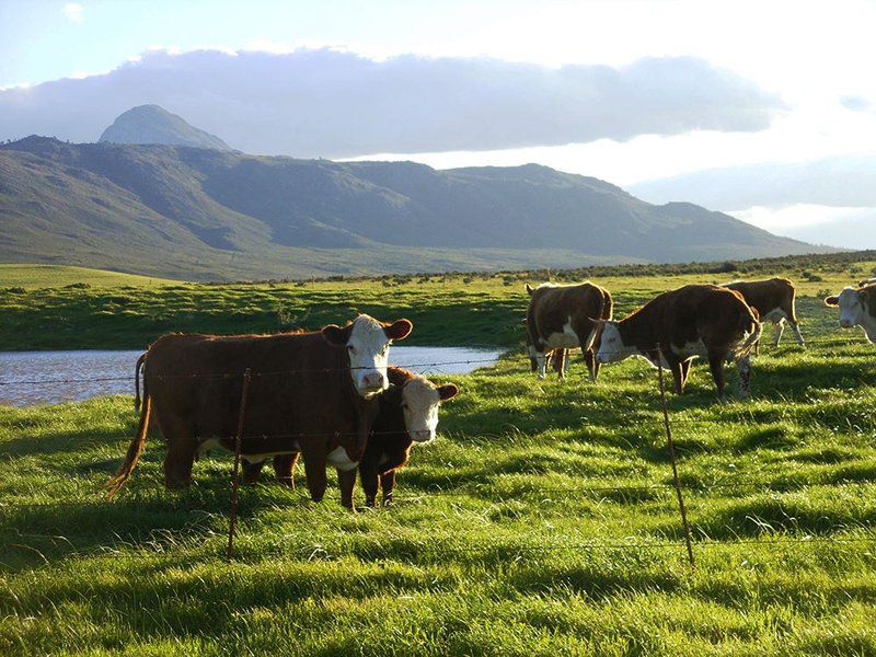 Die Koringhuis Caledon Western Cape South Africa Cow, Mammal, Animal, Agriculture, Farm Animal, Herbivore, Highland, Nature