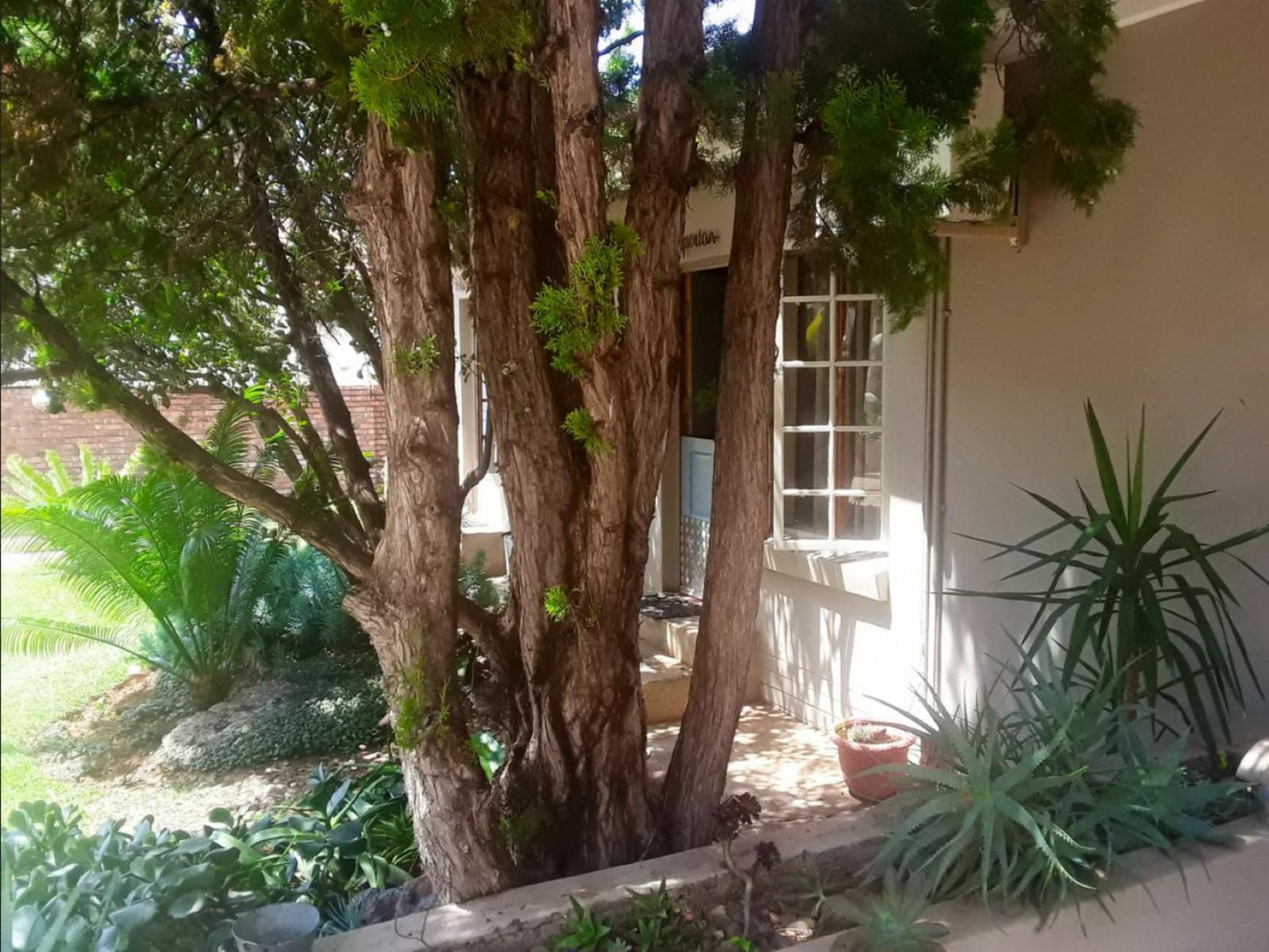 Die Mynhuis Guesthouse Kuruman Northern Cape South Africa Palm Tree, Plant, Nature, Wood