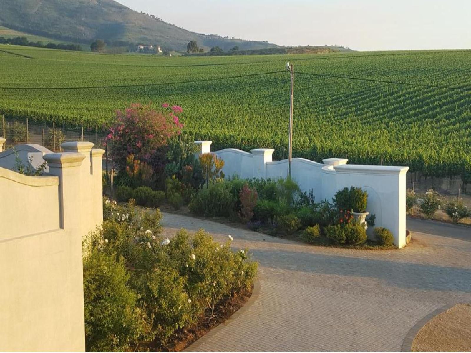 Dieu Donne Stellenbosch Stellenbosch Western Cape South Africa Field, Nature, Agriculture, Food