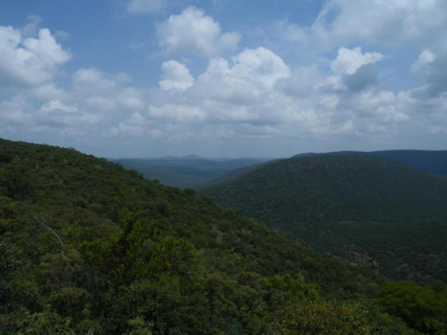 Dinkweng Safari Camp Vaalwater Limpopo Province South Africa Forest, Nature, Plant, Tree, Wood, Highland