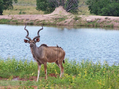 Dinkweng Safari Camp Vaalwater Limpopo Province South Africa Complementary Colors, Animal