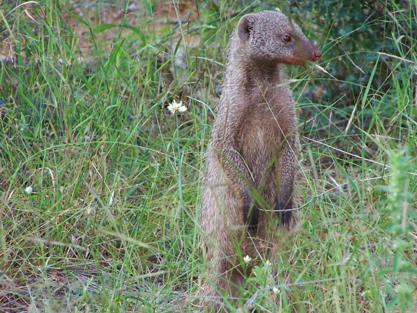 Dinkweng Safari Camp Vaalwater Limpopo Province South Africa Animal