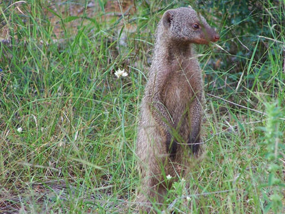 Dinkweng Safari Camp Vaalwater Limpopo Province South Africa Animal