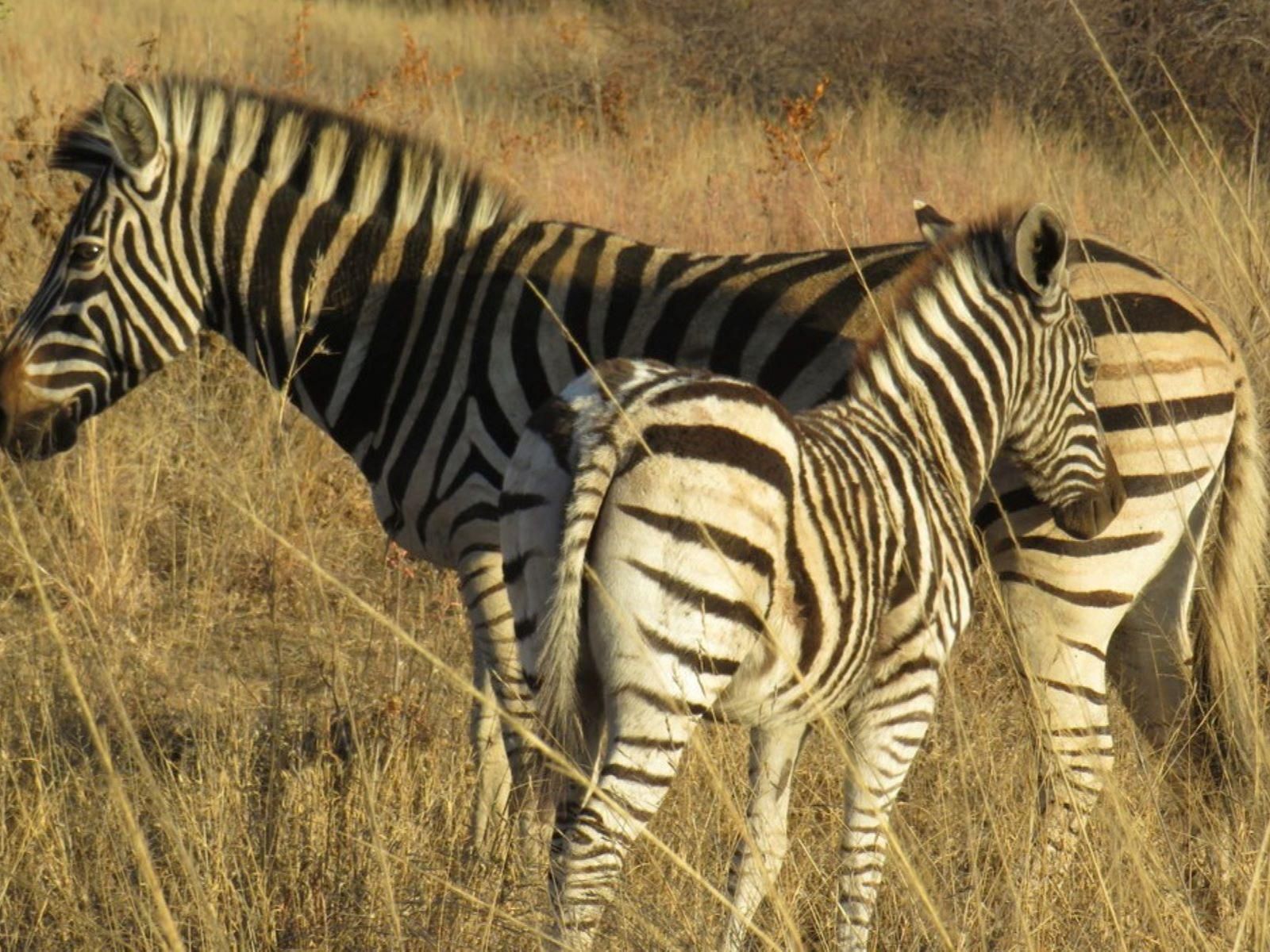 Dinokeng Bush Camp Dinokeng Game Reserve Gauteng South Africa Sepia Tones, Zebra, Mammal, Animal, Herbivore
