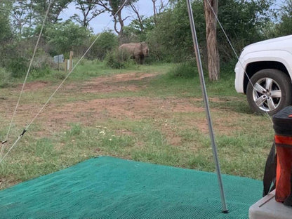 Dinokeng Bush Camp Dinokeng Game Reserve Gauteng South Africa Elephant, Mammal, Animal, Herbivore