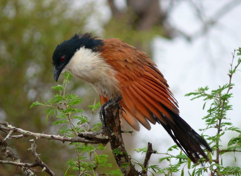 Dinonyane Bush Lodge Dinokeng Gauteng South Africa Bird, Animal