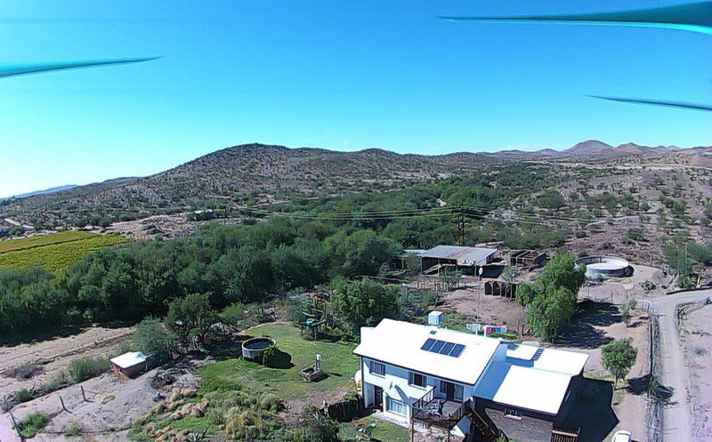 Ditsem Guest Farm Vaalkoppies Settlement Upington Northern Cape South Africa Cactus, Plant, Nature