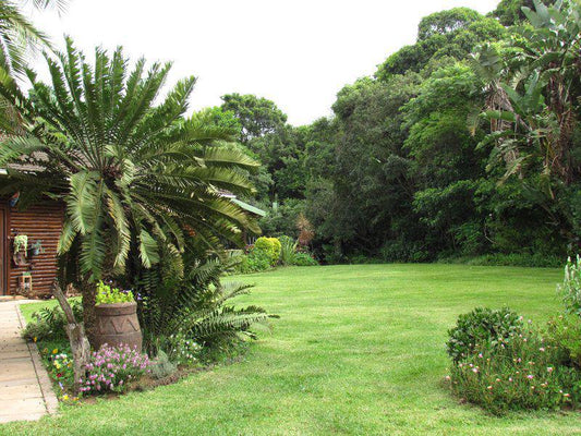 Palm Tree, Plant, Nature, Wood, Garden, Dlinza Forest Accommodation, Eshowe, Eshowe