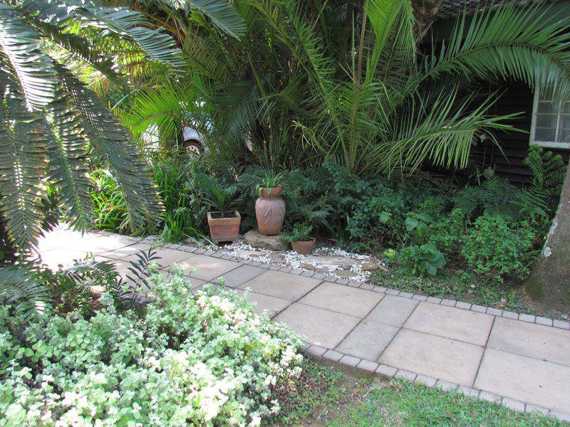 Palm Tree, Plant, Nature, Wood, Garden, Dlinza Forest Accommodation, Eshowe, Eshowe